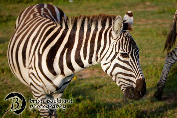 Safari-2155