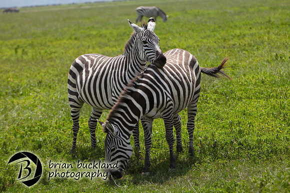 Safari-2747