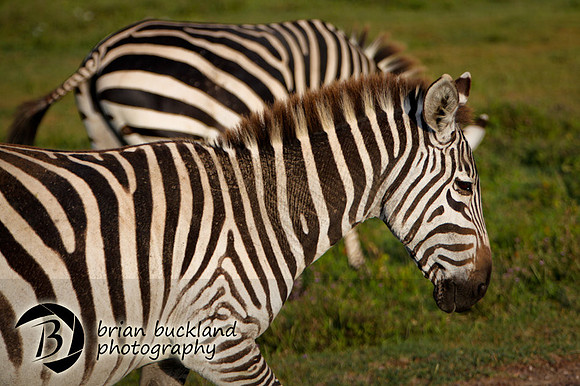 Safari-2164