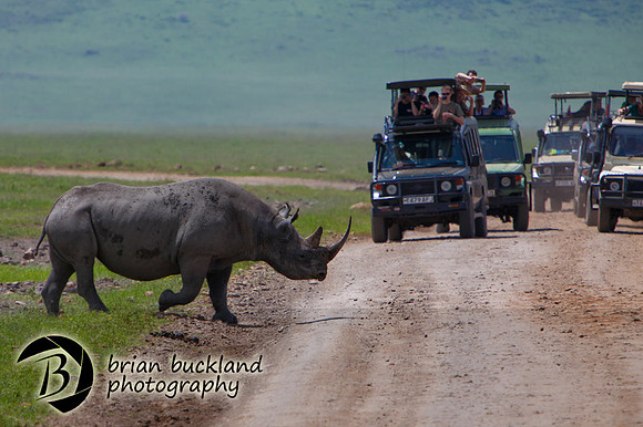 Safari-2756