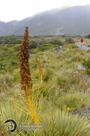 NewZealand-1366
