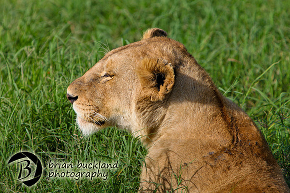 Safari-2867