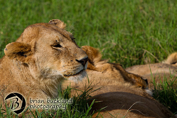 Safari-2891