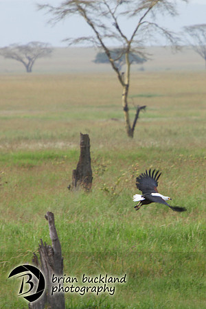Safari-3026