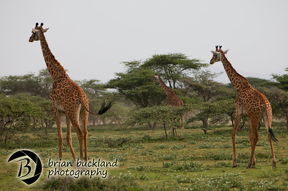 Safari-3307