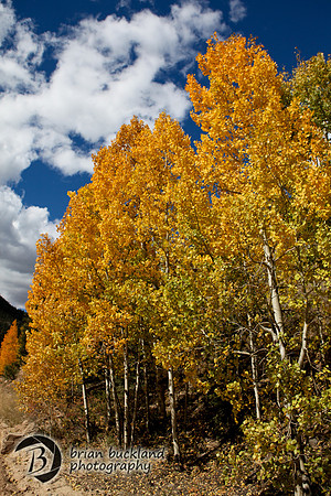 Aspens-7635