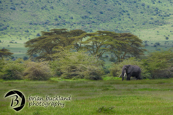 Safari-2773