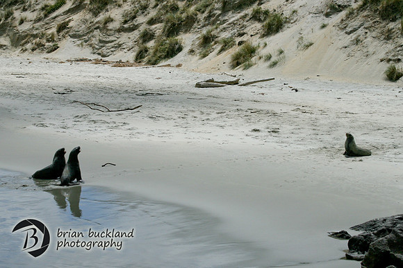 NewZealand-0309